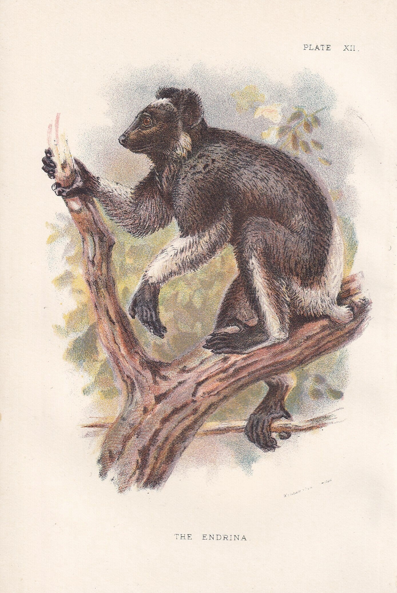 1896 INDRI or BABAKOTO LEMUR Print - Monkeys and Apes Print - Primates Print - Original Antique Print - 127 Years Old - 7 x 4.75 Inches