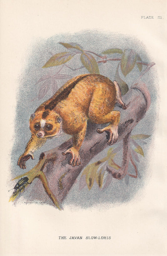 1896 JAVAN SLOW-LORIS Print - Monkeys and Apes Print - Primates Print - Original Antique Print - 127 Years Old - 7 x 4.75 Inches