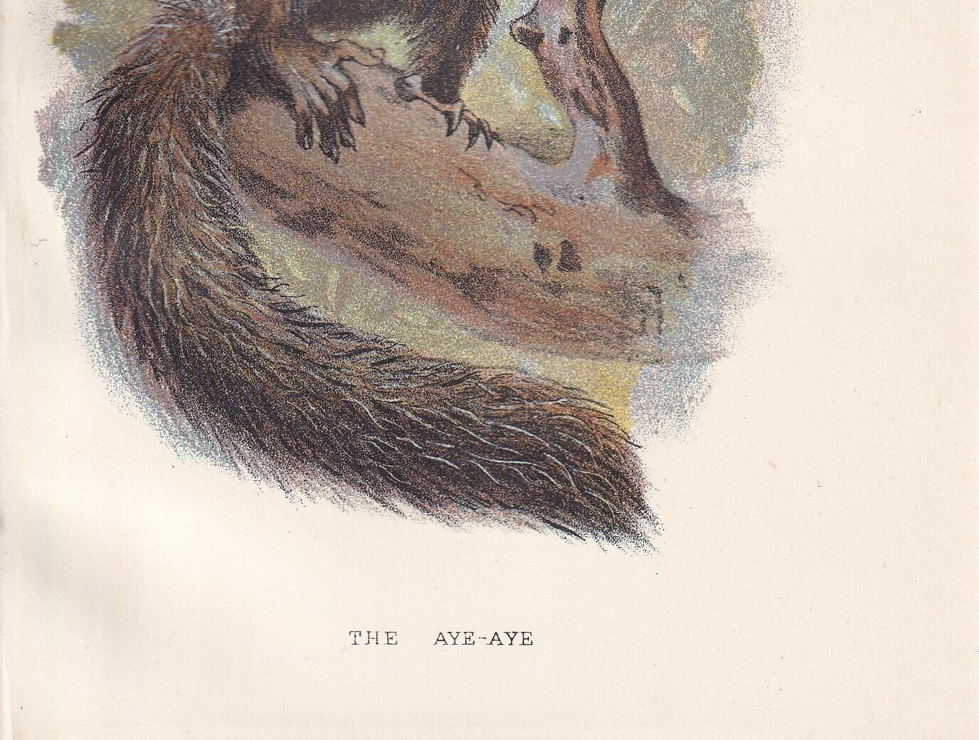 1896 AYE-AYE LEMUR Print - Monkeys and Apes Print - Primates Print - Original Antique Print - 127 Years Old - 7 x 4.75 Inches