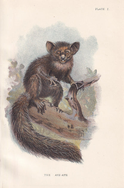 1896 AYE-AYE LEMUR Print - Monkeys and Apes Print - Primates Print - Original Antique Print - 127 Years Old - 7 x 4.75 Inches