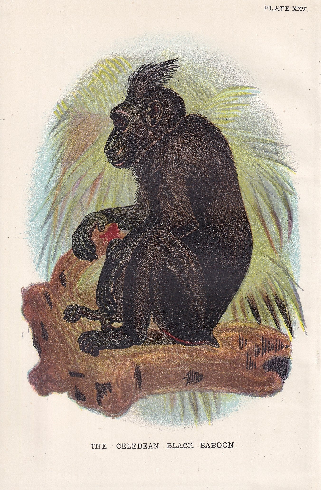1896 BLACK BABOON Print - Monkeys and Apes Print - Primates Print - Original Antique Print - 127 Years Old - 7 x 4.75 Inches
