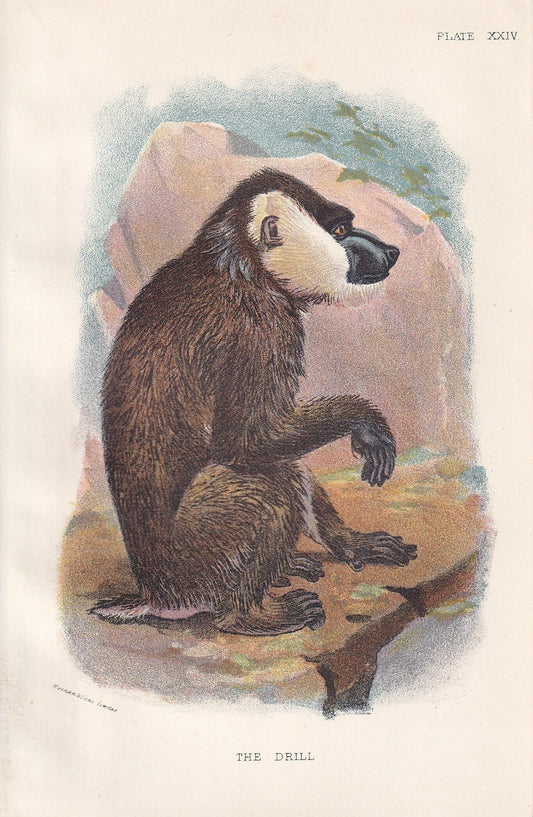 1896 DRILL MONKEY Print - Monkeys and Apes Print - Primates Print - Original Antique Print - 127 Years Old - 7 x 4.75 Inches