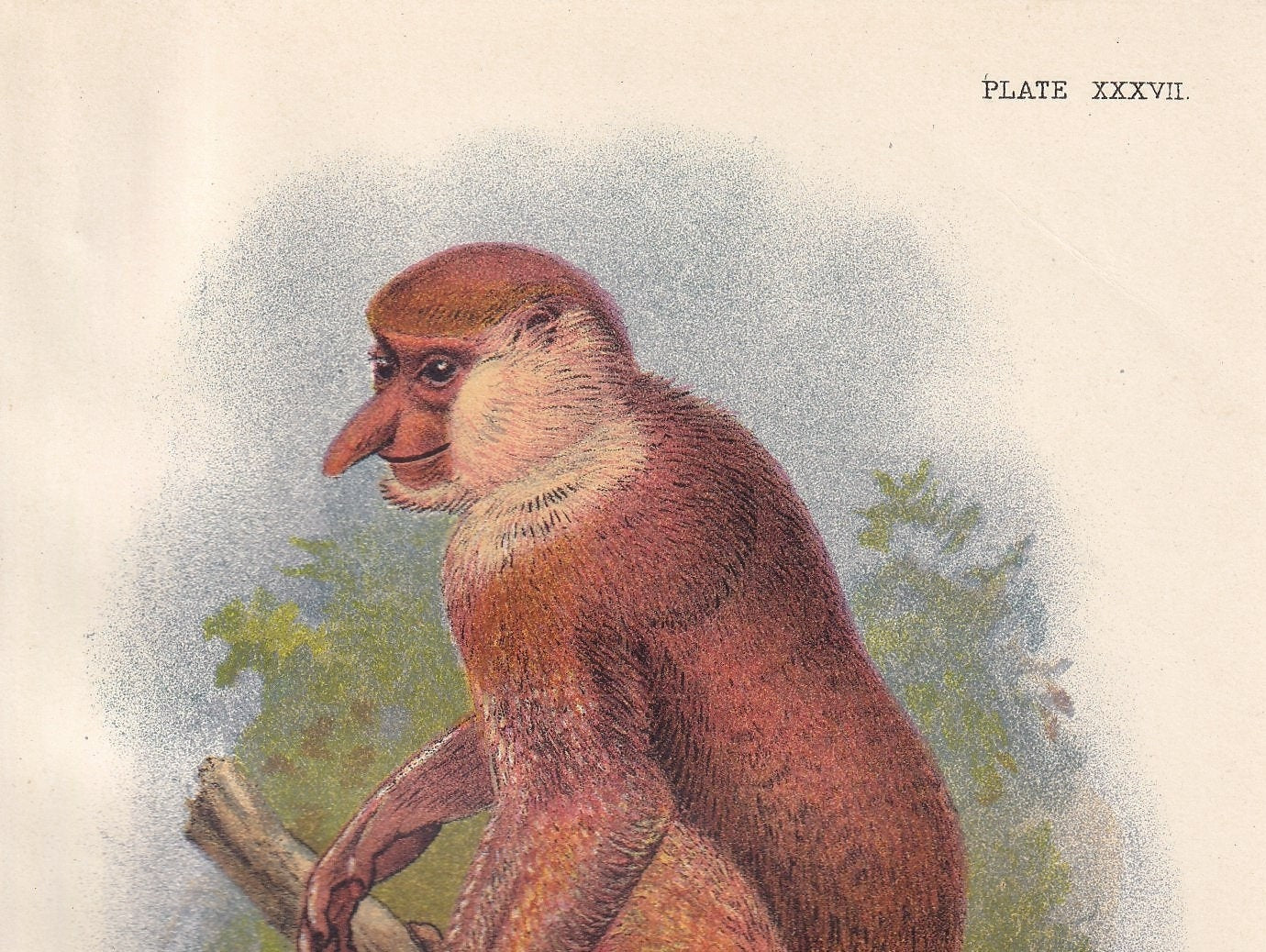1896 PROBOSCIS MONKEY Print - Monkeys and Apes Print - Primates Print - Original Antique Print - 127 Years Old - 7 x 4.75 Inches