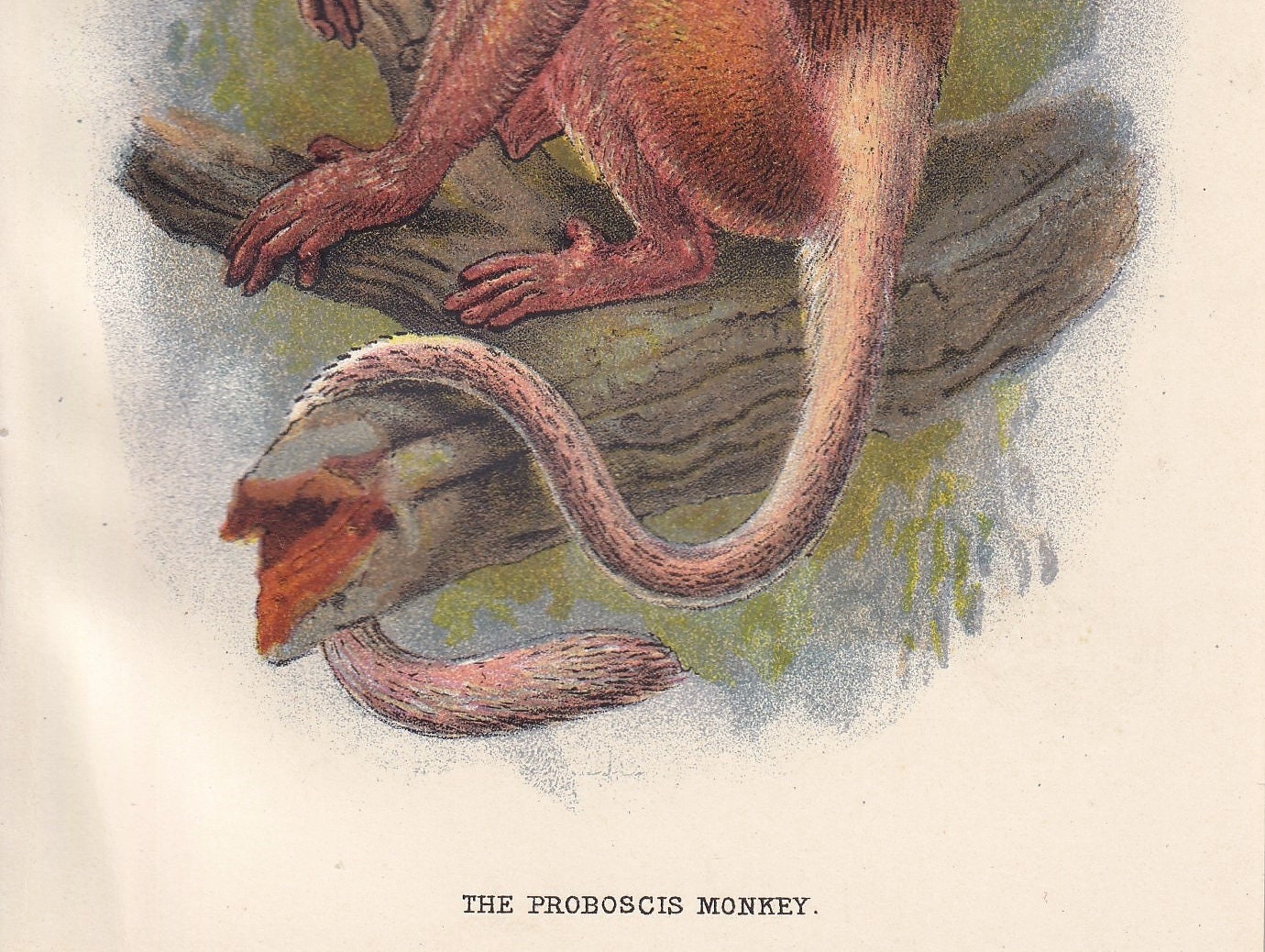 1896 PROBOSCIS MONKEY Print - Monkeys and Apes Print - Primates Print - Original Antique Print - 127 Years Old - 7 x 4.75 Inches