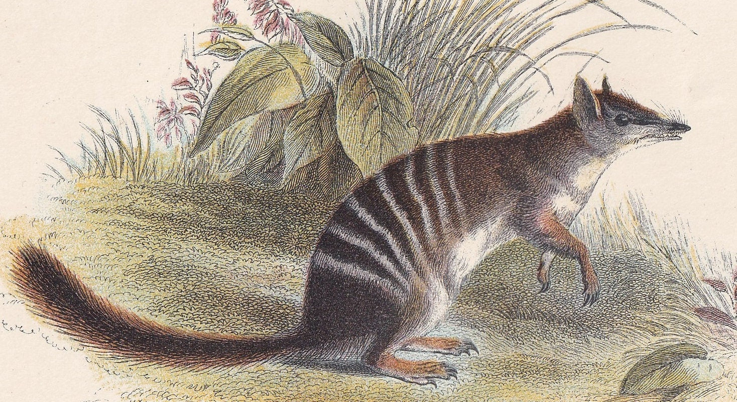 1896 BANDED ANTEATER Print - Marsupial Mammals Print - Australian Animals Print - Original Antique Print - 7.2 x 4.7 Inches