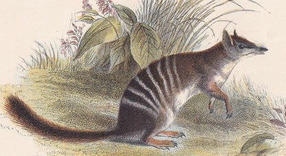 1896 BANDED ANTEATER Print - Marsupial Mammals Print - Australian Animals Print - Original Antique Print - 7.2 x 4.7 Inches