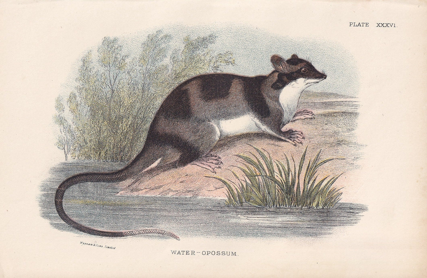 1896 WATER OPOSSUM Print - Marsupial Mammals Print - Australian Animals Print - Original Antique Print - 7.2 x 4.7 Inches