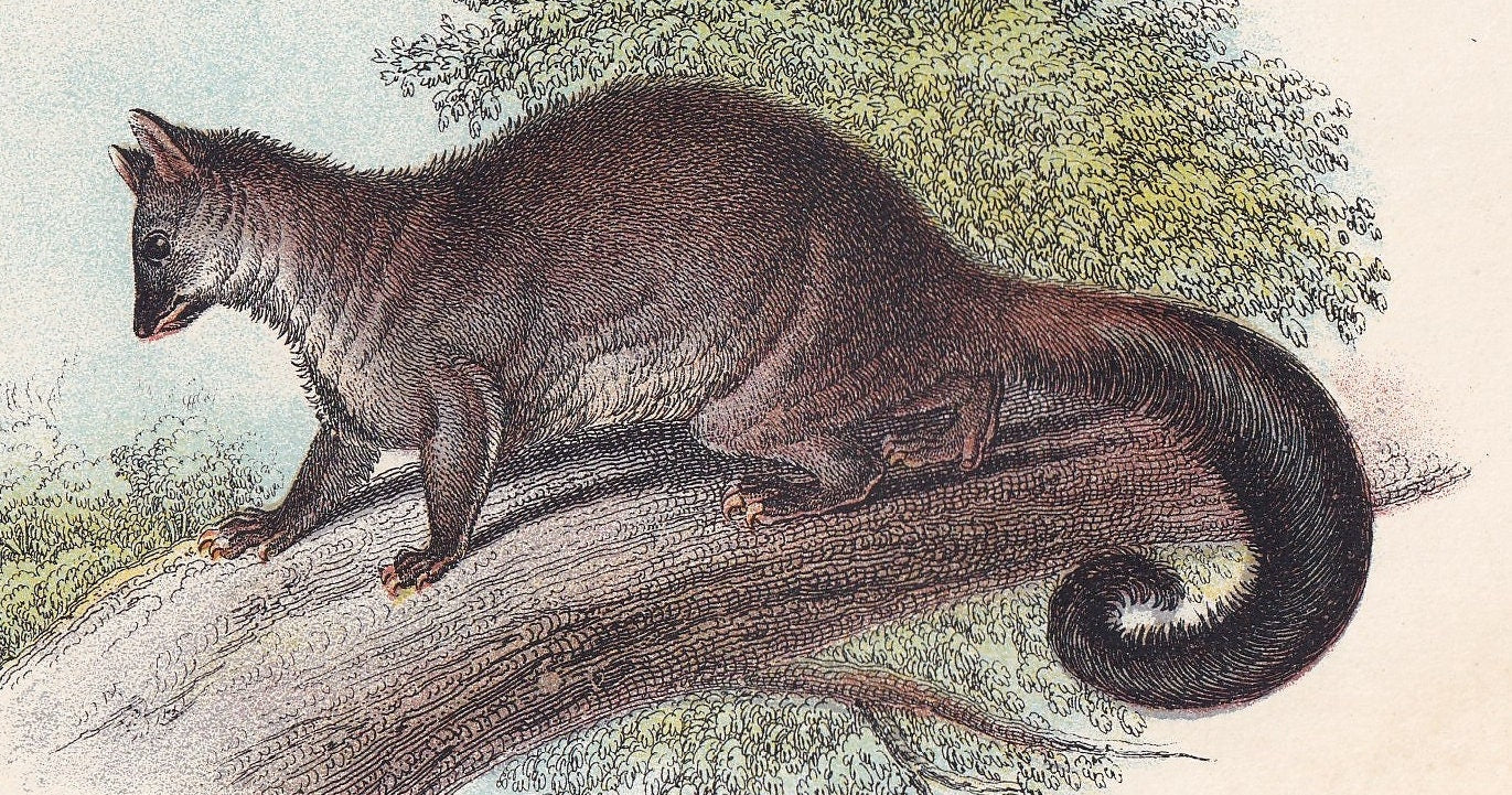 1896 COMMON PHALANGER Print - Marsupial Mammals Print - Australian Animals Print - Original Antique Print - 7.2 x 4.7 Inches