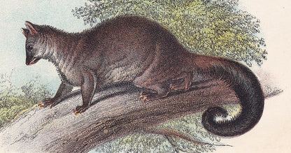 1896 COMMON PHALANGER Print - Marsupial Mammals Print - Australian Animals Print - Original Antique Print - 7.2 x 4.7 Inches
