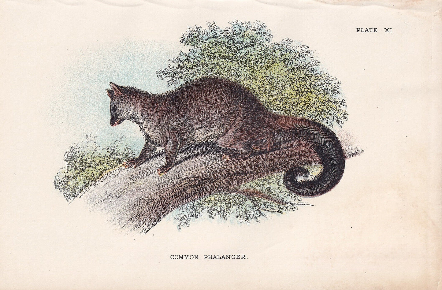 1896 COMMON PHALANGER Print - Marsupial Mammals Print - Australian Animals Print - Original Antique Print - 7.2 x 4.7 Inches