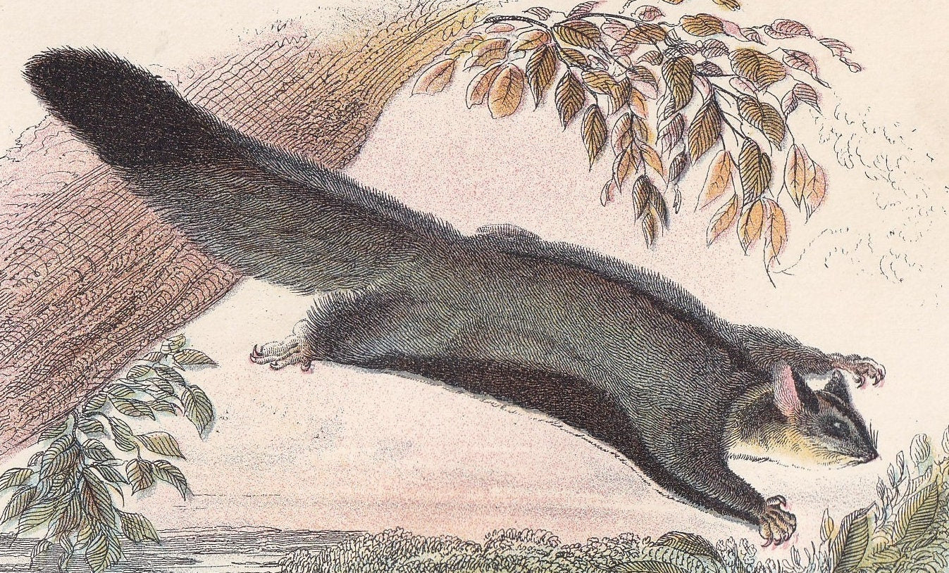 1896 FLYING SQUIRREL PHALANGER Print - Marsupial Mammals Print - Australian Animals Print - Original Antique Print - 7.2 x 4.7 Inches