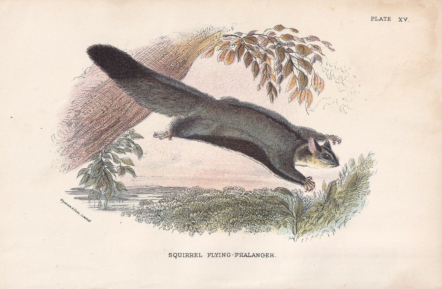 1896 FLYING SQUIRREL PHALANGER Print - Marsupial Mammals Print - Australian Animals Print - Original Antique Print - 7.2 x 4.7 Inches