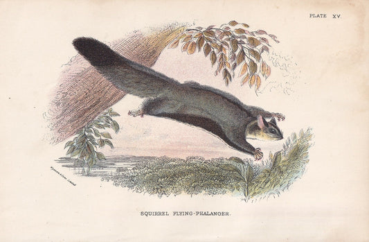 1896 FLYING SQUIRREL PHALANGER Print - Marsupial Mammals Print - Australian Animals Print - Original Antique Print - 7.2 x 4.7 Inches