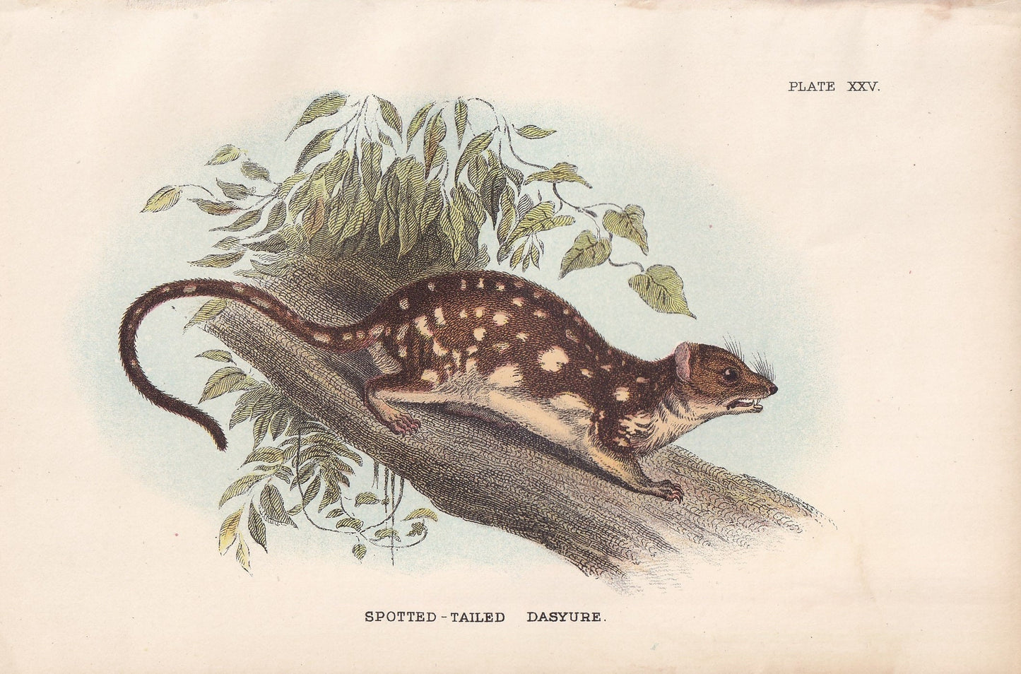 1896 SPOTTED-TAILED DAYSURE Print - Marsupial Mammals Print - Australian Animals Print - Original Antique Print - 7.2 x 4.7 Inches