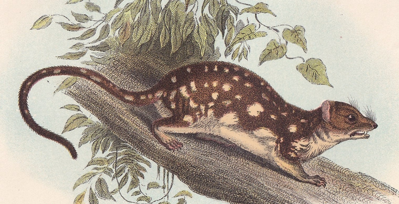 1896 SPOTTED-TAILED DAYSURE Print - Marsupial Mammals Print - Australian Animals Print - Original Antique Print - 7.2 x 4.7 Inches