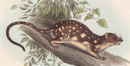 1896 SPOTTED-TAILED DAYSURE Print - Marsupial Mammals Print - Australian Animals Print - Original Antique Print - 7.2 x 4.7 Inches