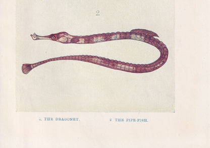 1907 DRAGONET & PIPEFISH Print - Original Antique Fish Print - Sea Life Print - Sea Life Print - 116 Years Old - 6.15 x 4.25 Inches