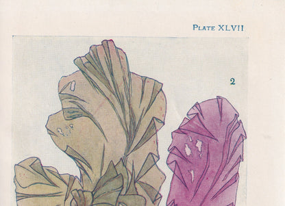 1907 SEAWEED (LAVER) Print - Original Antique Marine Print - Sea Life Print - Sea Life Print - 116 Years Old - 6.15 x 4.25 Inches