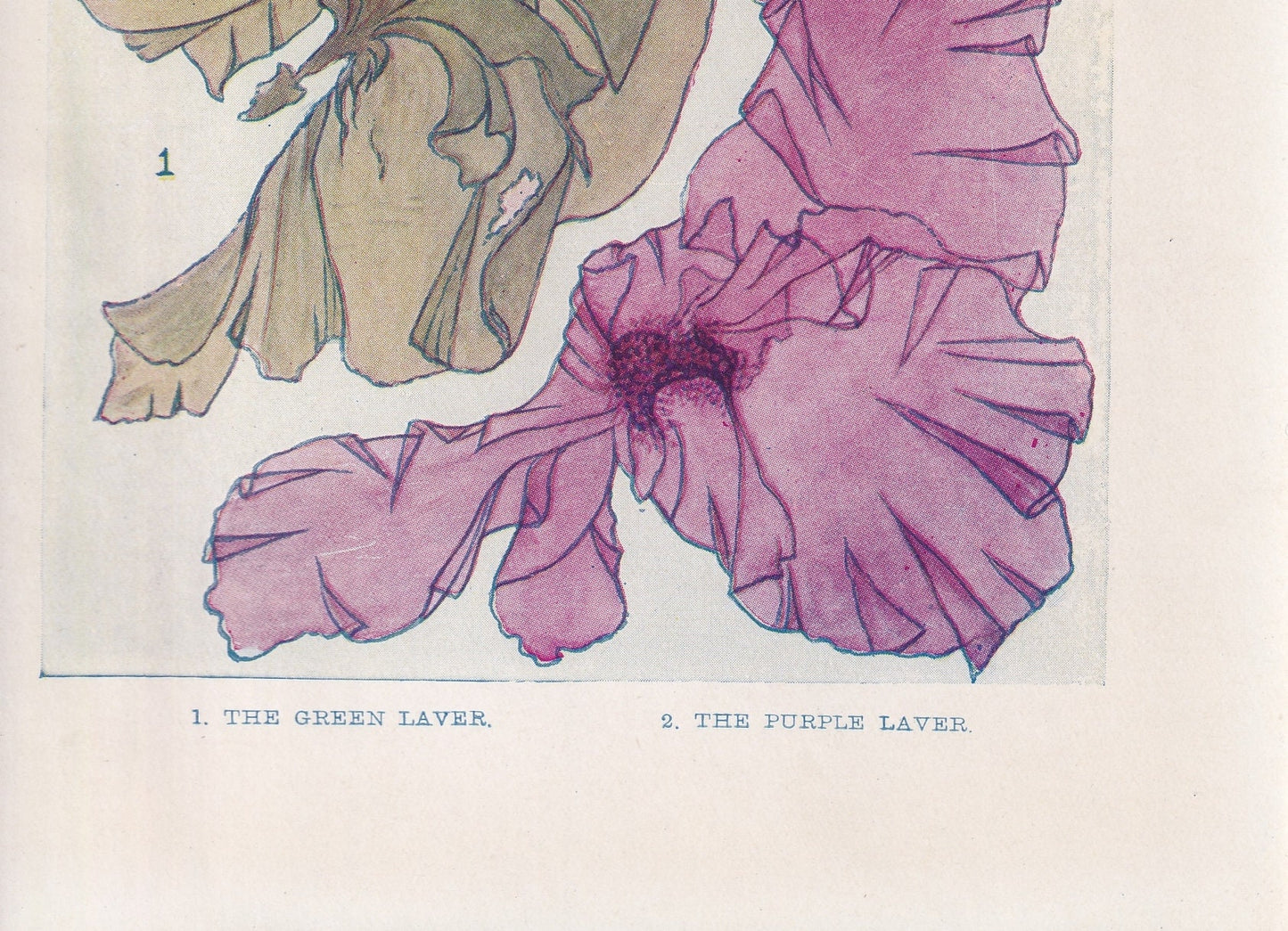 1907 SEAWEED (LAVER) Print - Original Antique Marine Print - Sea Life Print - Sea Life Print - 116 Years Old - 6.15 x 4.25 Inches