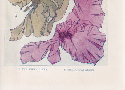 1907 SEAWEED (LAVER) Print - Original Antique Marine Print - Sea Life Print - Sea Life Print - 116 Years Old - 6.15 x 4.25 Inches