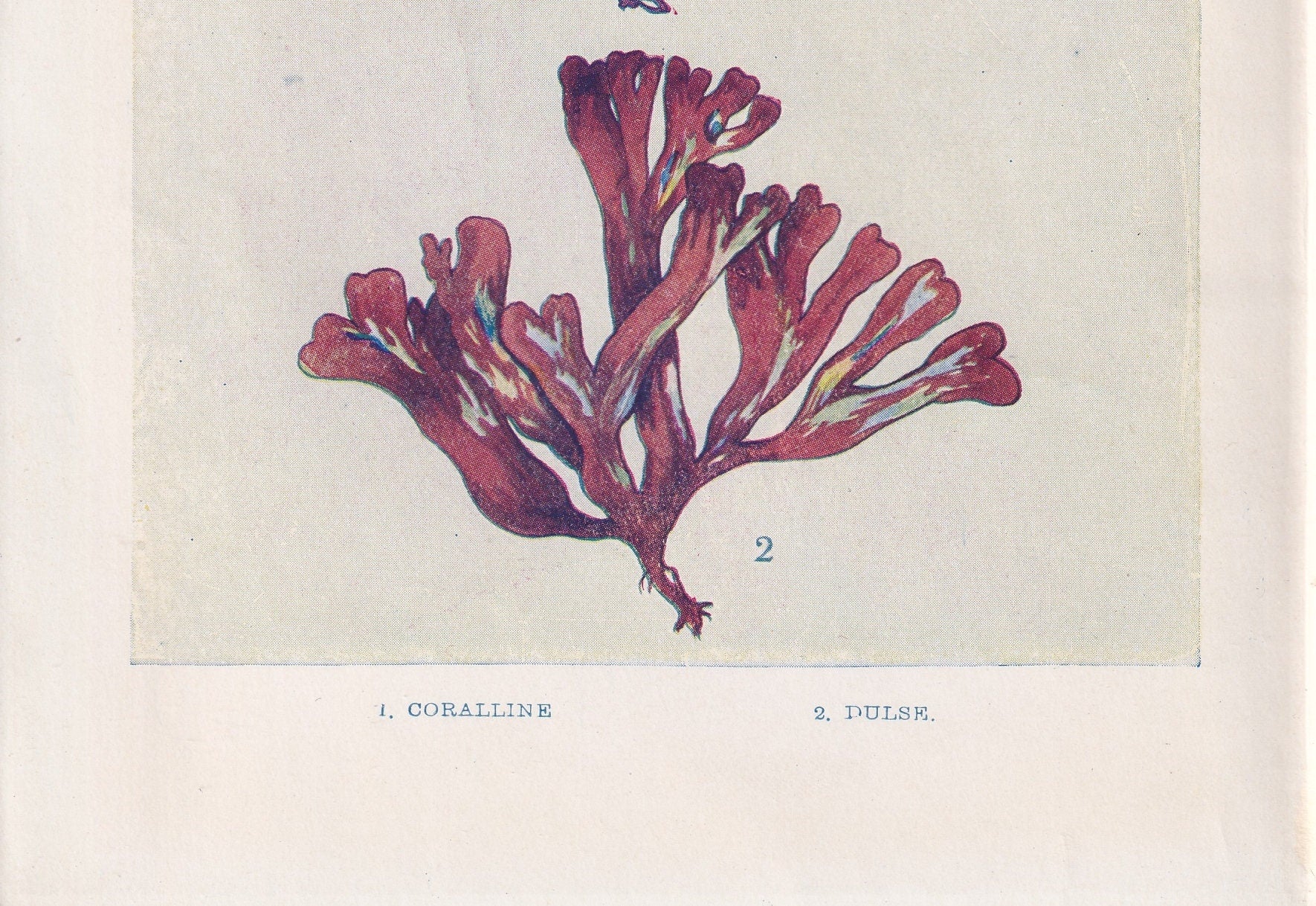 1907 SEAWEED (CORALLINE & DULSE) Print - Antique Marine Print - Sea Life Print - Sea Life Print - 116 Years Old - 6.15 x 4.25 Inches