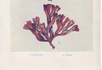 1907 SEAWEED (CORALLINE & DULSE) Print - Antique Marine Print - Sea Life Print - Sea Life Print - 116 Years Old - 6.15 x 4.25 Inches