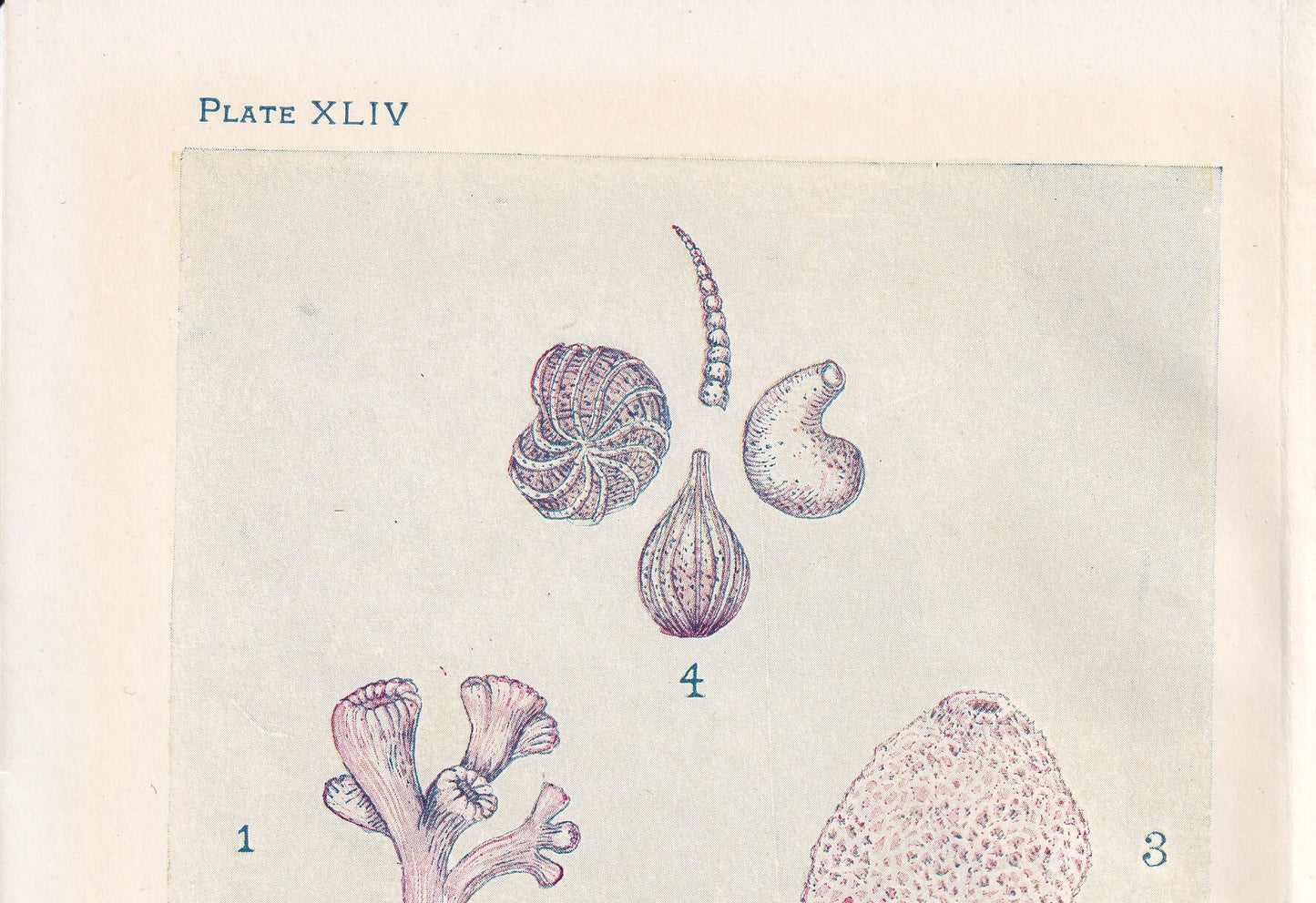 1907 CORAL & SPONGE Print - Original Antique Marine Print - Sea Life Print - Sea Life Print - 116 Years Old - 6.15 x 4.25 Inches