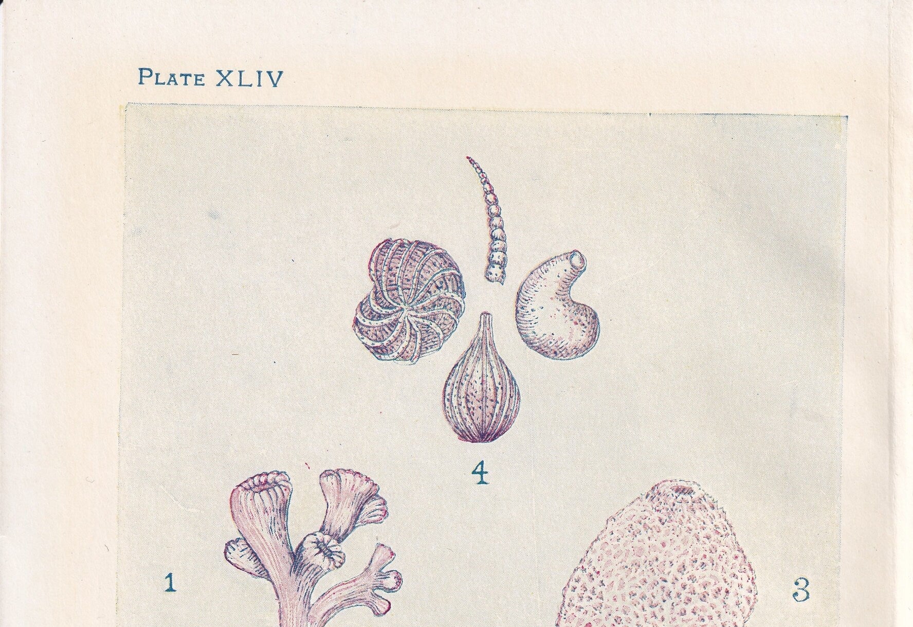 1907 CORAL & SPONGE Print - Original Antique Marine Print - Sea Life Print - Sea Life Print - 116 Years Old - 6.15 x 4.25 Inches