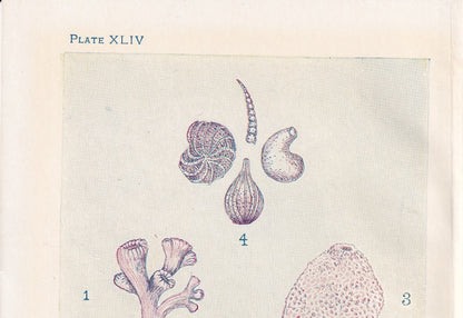 1907 CORAL & SPONGE Print - Original Antique Marine Print - Sea Life Print - Sea Life Print - 116 Years Old - 6.15 x 4.25 Inches