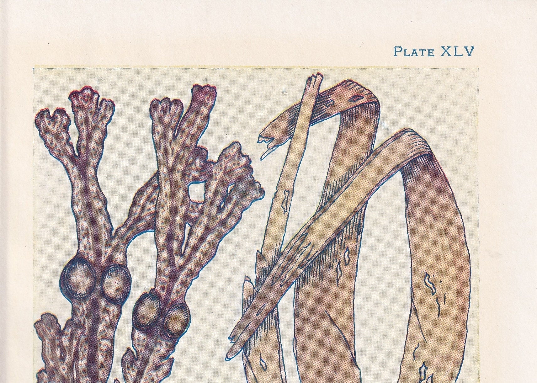 1907 SEAWEED Print - Original Antique Marine Print - Sea Life Print - Sea Life Print - 116 Years Old - 6.15 x 4.25 Inches