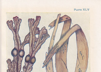 1907 SEAWEED Print - Original Antique Marine Print - Sea Life Print - Sea Life Print - 116 Years Old - 6.15 x 4.25 Inches