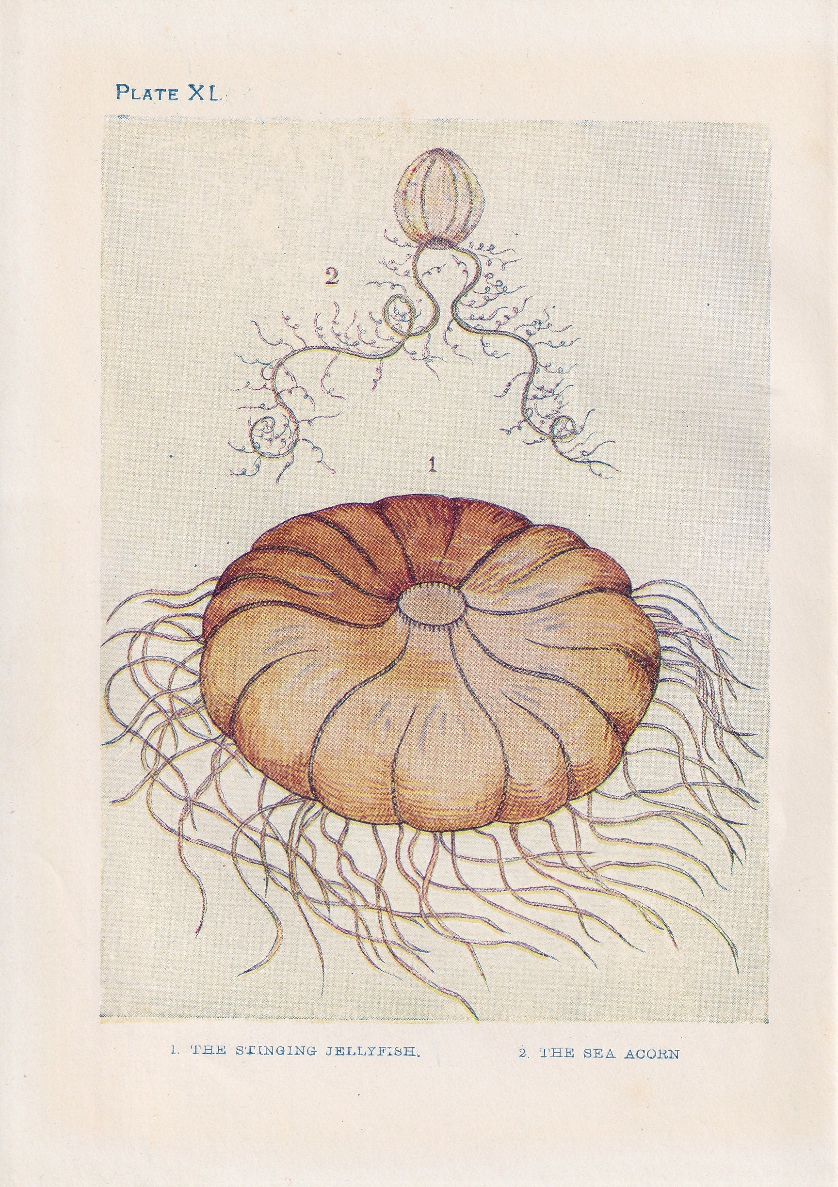 1907 JELLYFISH Print - Original Antique Fish Print - Sea Life Print - Jellyfish Wall Art - 116 Years Old - 6.15 x 4.25 Inches