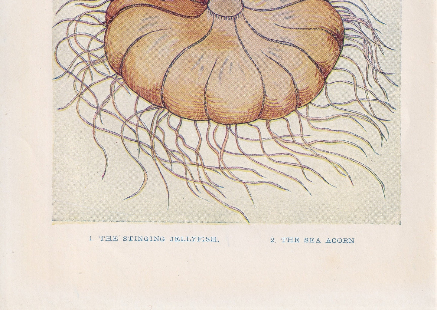 1907 JELLYFISH Print - Original Antique Fish Print - Sea Life Print - Jellyfish Wall Art - 116 Years Old - 6.15 x 4.25 Inches