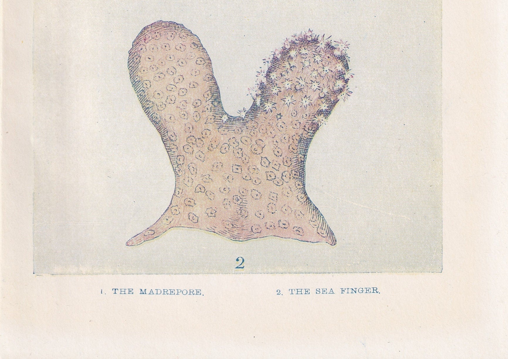 1907 CORAL Print - Original Antique Marine Print - Sea Life Print - Sea Life Print - 116 Years Old - 6.15 x 4.25 Inches