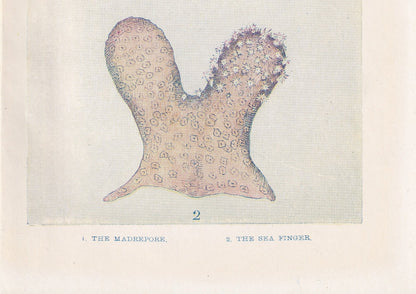 1907 CORAL Print - Original Antique Marine Print - Sea Life Print - Sea Life Print - 116 Years Old - 6.15 x 4.25 Inches