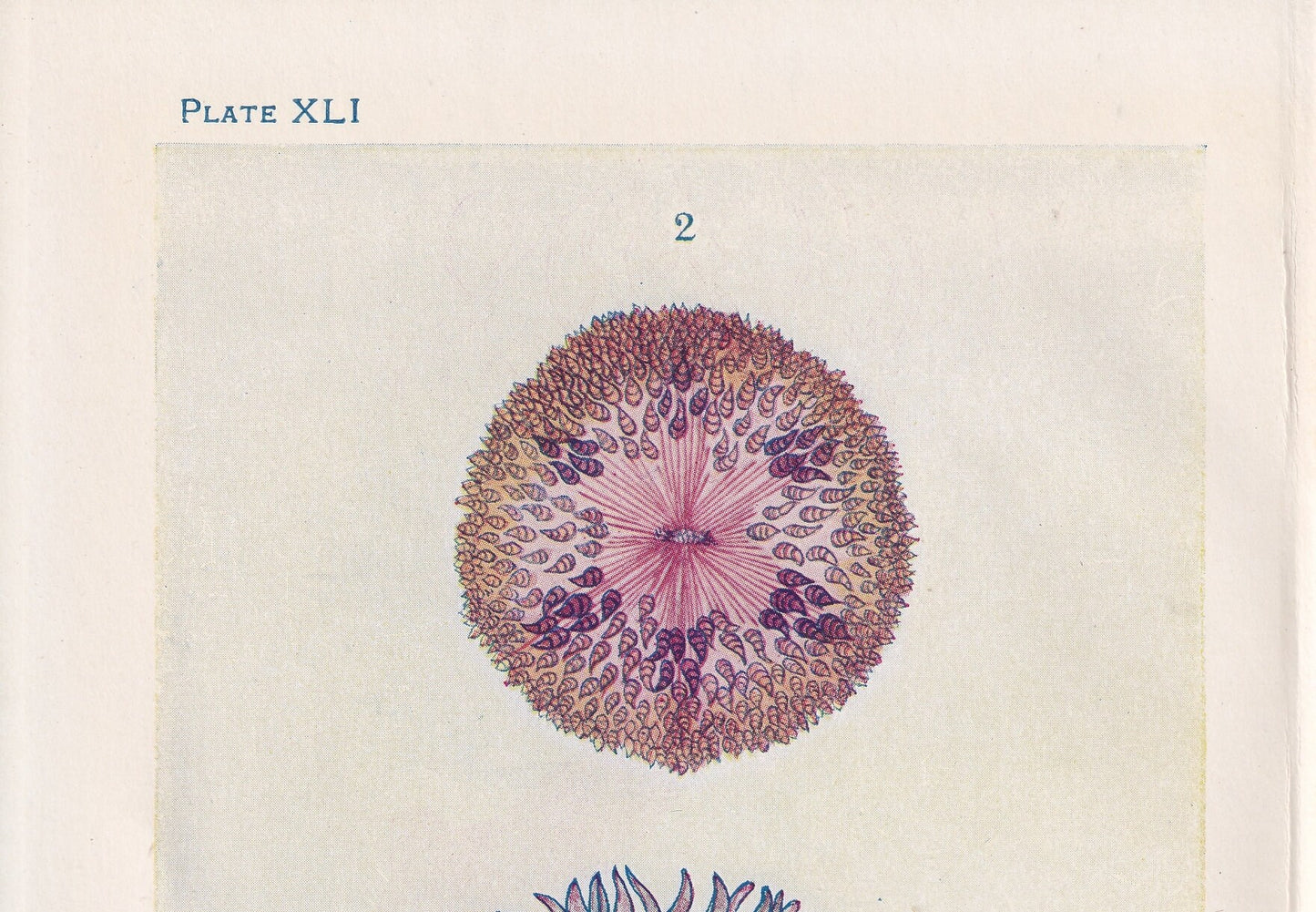 1907 SEA ANEMONE Print - Original Antique Marine Print - Sea Life Print - Sea Life Print - 116 Years Old - 6.15 x 4.25 Inches