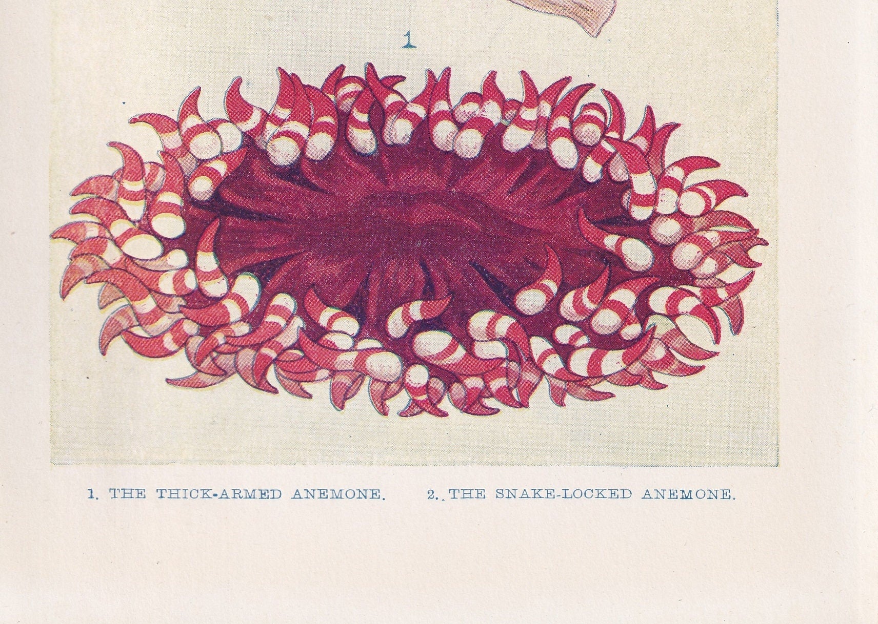 1907 SEA ANEMONE Print - Original Antique Marine Print - Sea Life Print - Sea Life Print - 116 Years Old - 6.15 x 4.25 Inches
