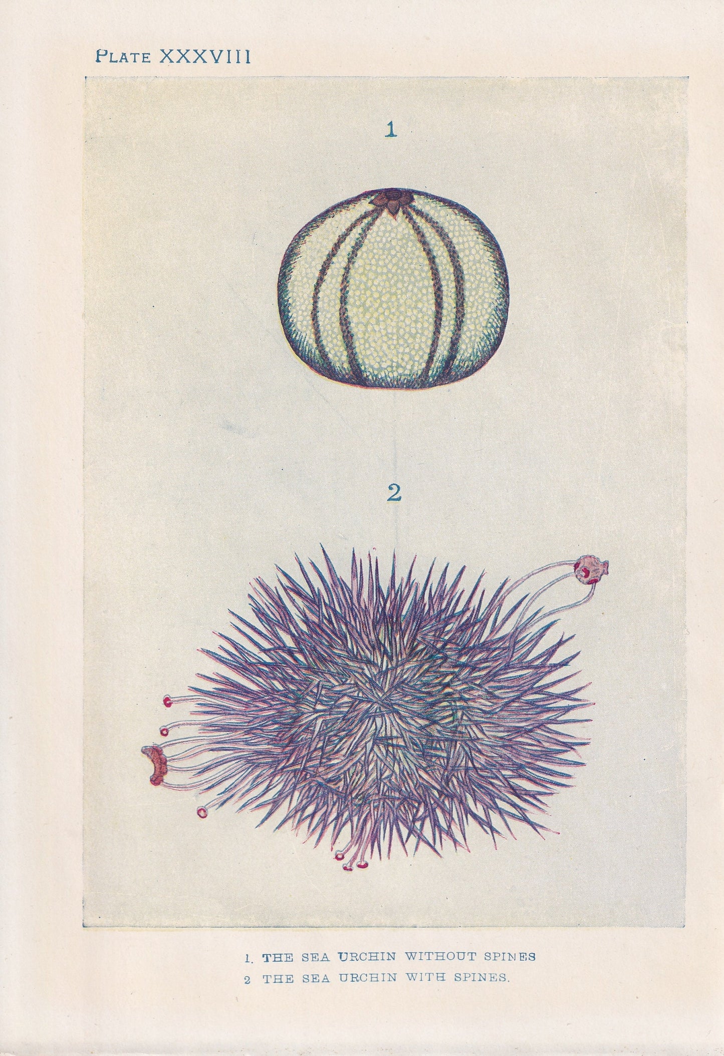 1907 SEA URCHIN Print - Original Antique Marine Print - Sea Life Print - Sea Life Print - 116 Years Old - 6.15 x 4.25 Inches