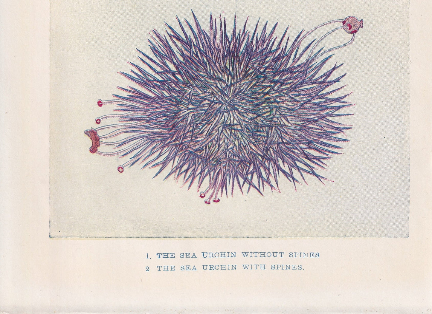 1907 SEA URCHIN Print - Original Antique Marine Print - Sea Life Print - Sea Life Print - 116 Years Old - 6.15 x 4.25 Inches