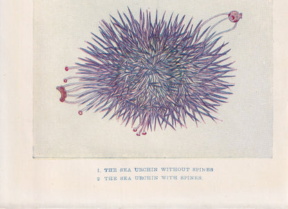 1907 SEA URCHIN Print - Original Antique Marine Print - Sea Life Print - Sea Life Print - 116 Years Old - 6.15 x 4.25 Inches