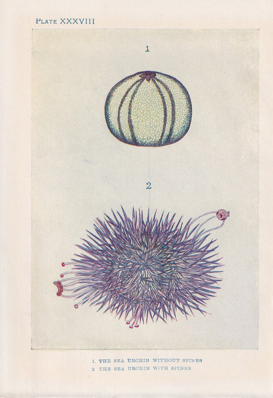 1907 SEA URCHIN Print - Original Antique Marine Print - Sea Life Print - Sea Life Print - 116 Years Old - 6.15 x 4.25 Inches