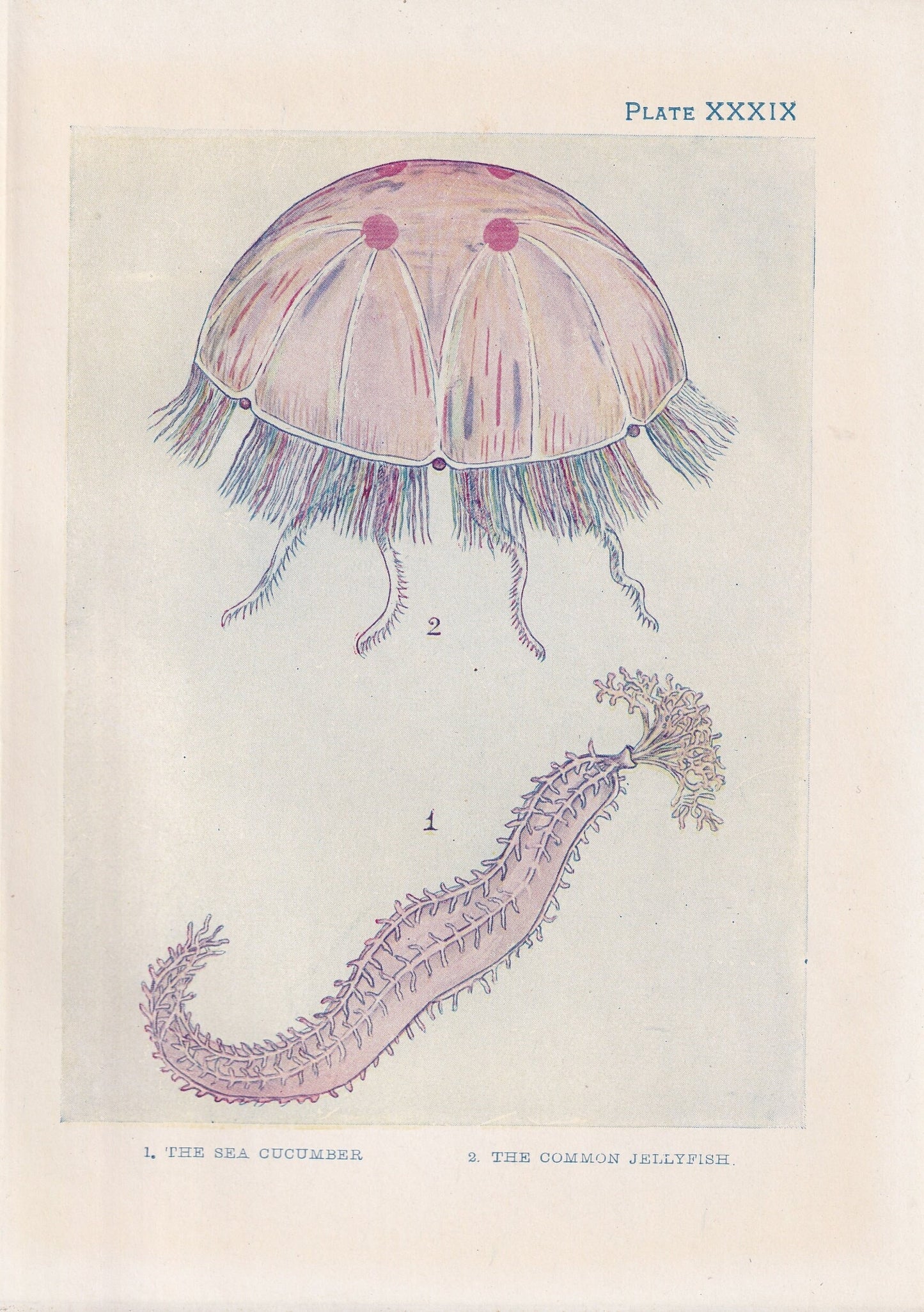 1907 JELLYFISH & SEA CUCUMBER Print - Original Antique Fish Print - Sea Life Print - Jellyfish Wall Art - 116 Years Old - 6.15 x 4.25 Inches
