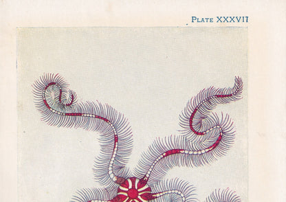 1907 BRITTLE STARFISH Print - Original Antique Fish Print - Sea Life Print - Starfish Wall Art - 116 Years Old - 6.15 x 4.25 Inches