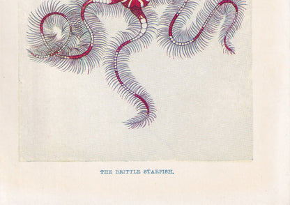 1907 BRITTLE STARFISH Print - Original Antique Fish Print - Sea Life Print - Starfish Wall Art - 116 Years Old - 6.15 x 4.25 Inches