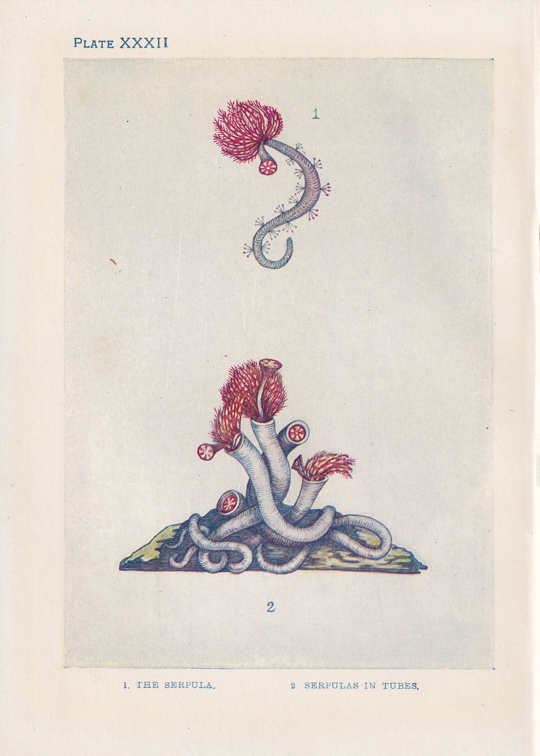1907 SERPULA Print - Original Antique Marine Print - Sea Life Print - Sea Life Print - 116 Years Old - 6.15 x 4.25 Inches