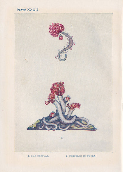 1907 SERPULA Print - Original Antique Marine Print - Sea Life Print - Sea Life Print - 116 Years Old - 6.15 x 4.25 Inches