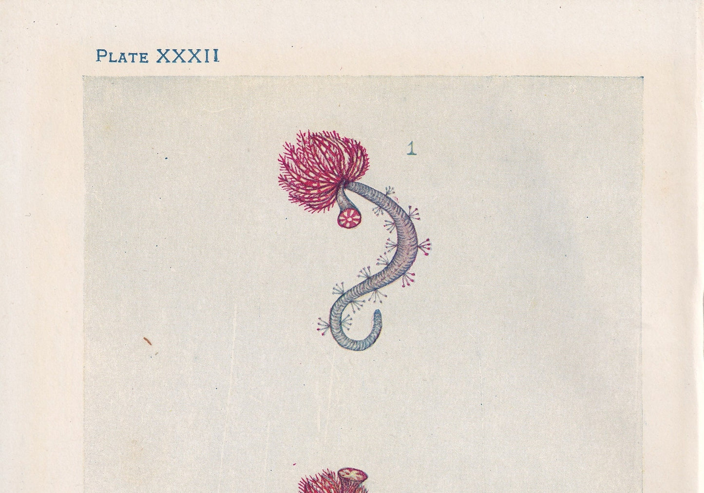 1907 SERPULA Print - Original Antique Marine Print - Sea Life Print - Sea Life Print - 116 Years Old - 6.15 x 4.25 Inches