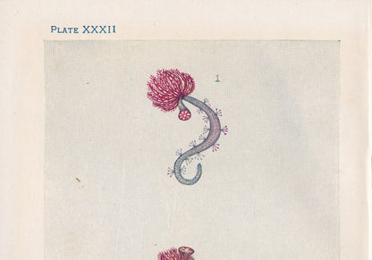 1907 SERPULA Print - Original Antique Marine Print - Sea Life Print - Sea Life Print - 116 Years Old - 6.15 x 4.25 Inches