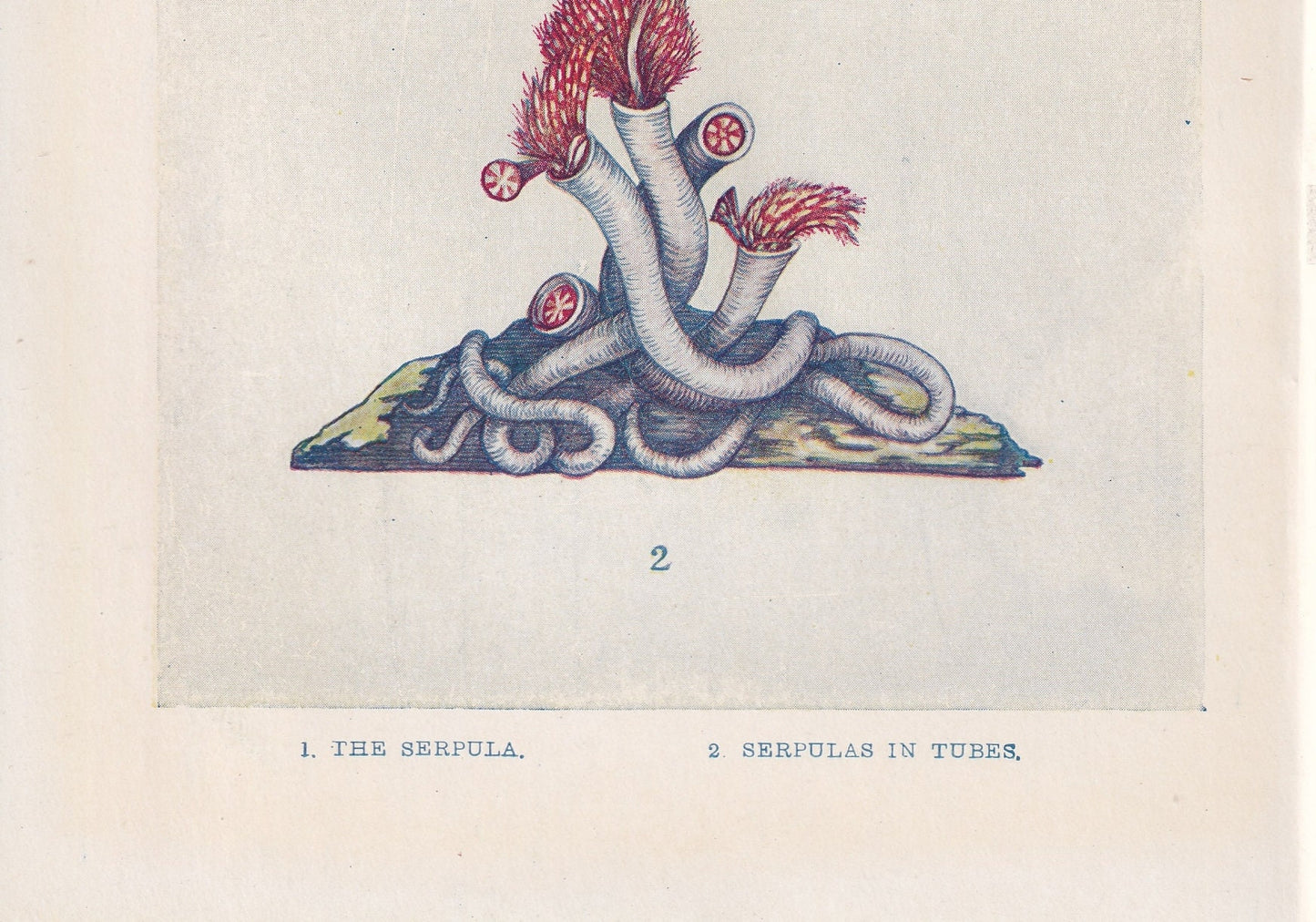 1907 SERPULA Print - Original Antique Marine Print - Sea Life Print - Sea Life Print - 116 Years Old - 6.15 x 4.25 Inches