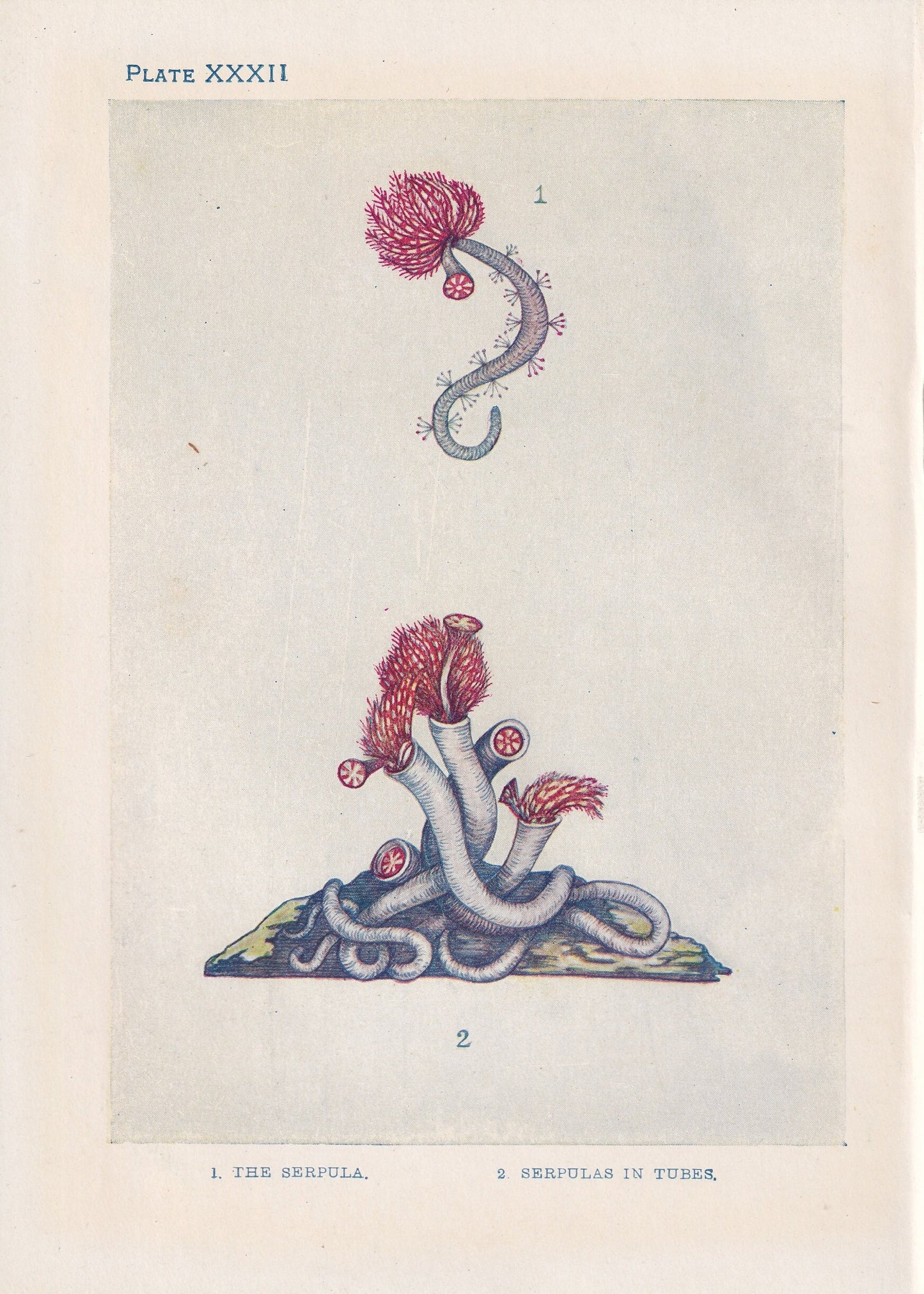 1907 SERPULA Print - Original Antique Marine Print - Sea Life Print - Sea Life Print - 116 Years Old - 6.15 x 4.25 Inches